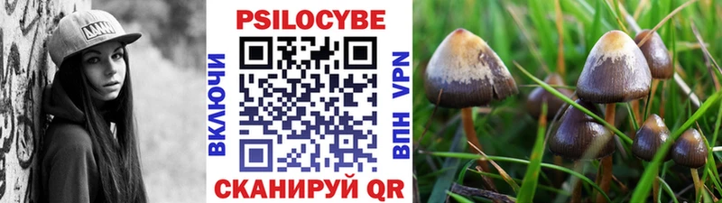 ссылка на мегу как зайти  Вышний Волочёк  Псилоцибиновые грибы Psilocybe 